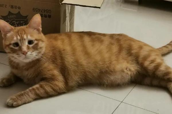 母橘猫稀有吗，主要是由于基因决定的