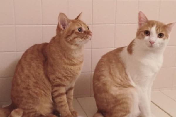 母橘猫稀有吗，主要是由于基因决定的