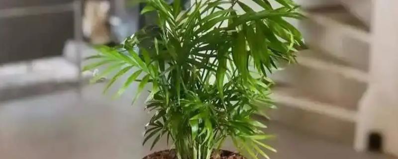 散尾葵开花有什么兆头