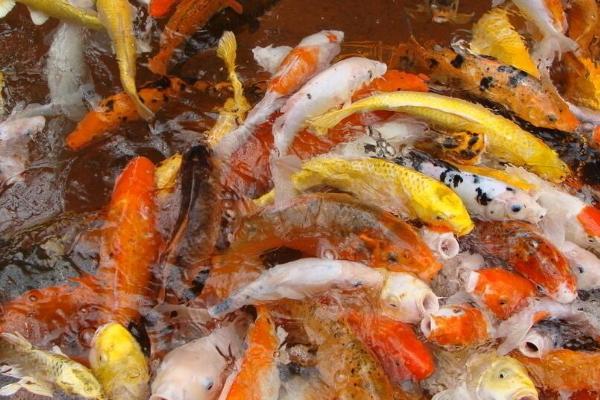 15cm锦鲤怎么喂食，没有残留最合适