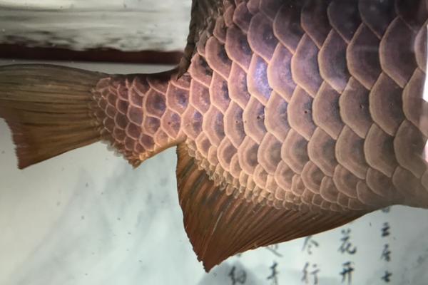金龙鱼为什么会倒立，