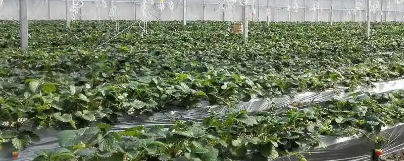 大量元素水溶肥的优势