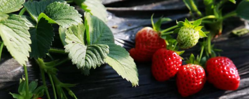 草莓爬藤是否需要修剪