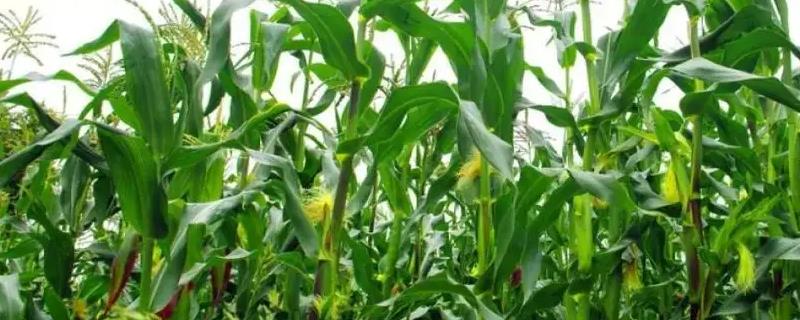 夏玉米适合什么土壤种植