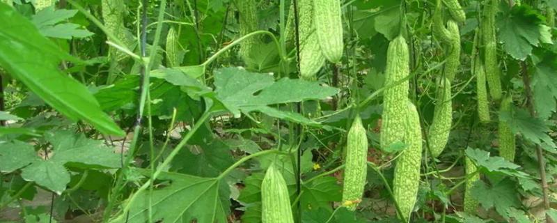 如何种植苦瓜