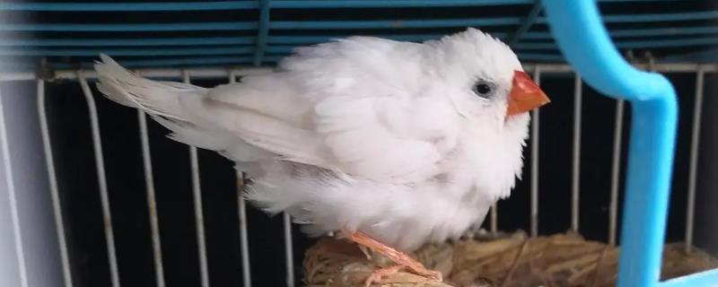 如何让珍珠鸟与人亲近