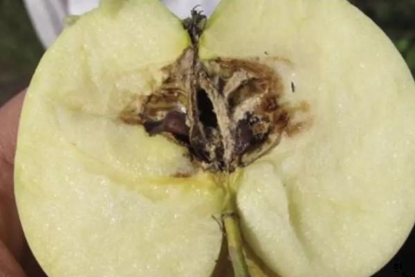苹果霉心病的为害症状，主要为害果实