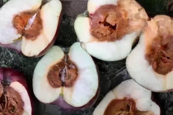 苹果霉心病的为害症状，主要为害果实