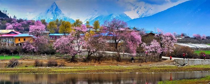林芝桃花几月开