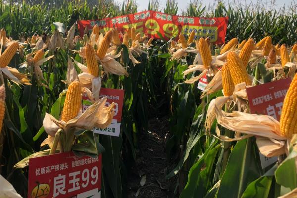 高产玉米种子十大品种