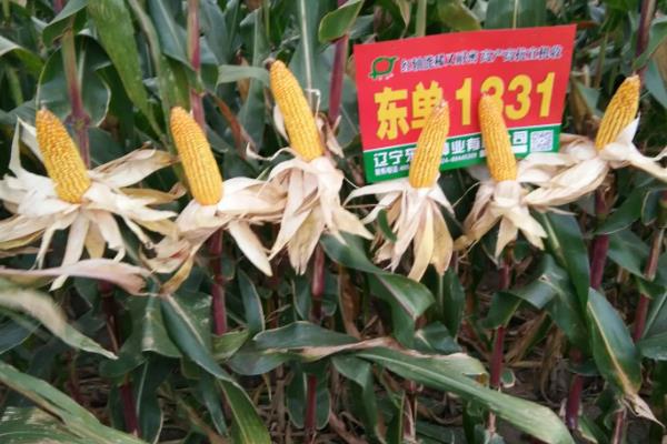 高产玉米种子十大品种