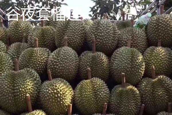 榴莲好吃的品种十大排名