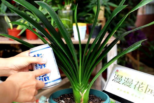 君子兰浇啤酒的正确方法