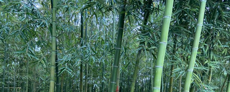 雷竹种植技术