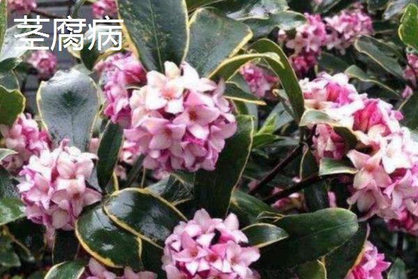 金边瑞香常见病虫害及防治方法，需对症治疗