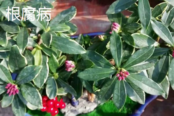 金边瑞香常见病虫害及防治方法，需对症治疗