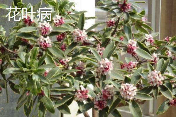 金边瑞香常见病虫害及防治方法，需对症治疗