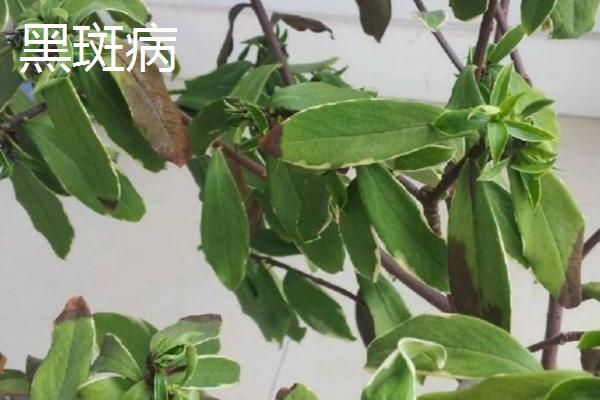 金边瑞香常见病虫害及防治方法，需对症治疗