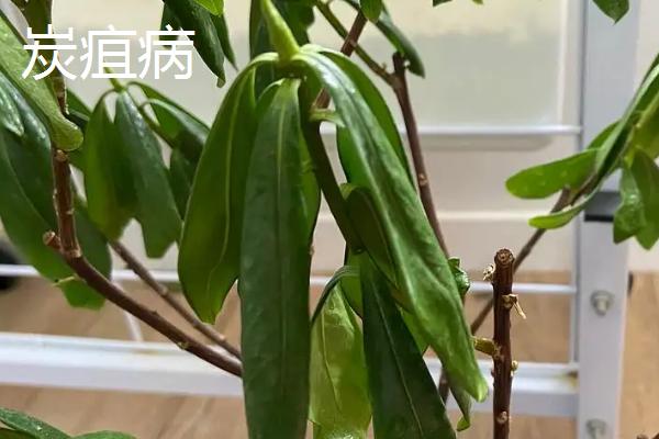 金边瑞香常见病虫害及防治方法，需对症治疗