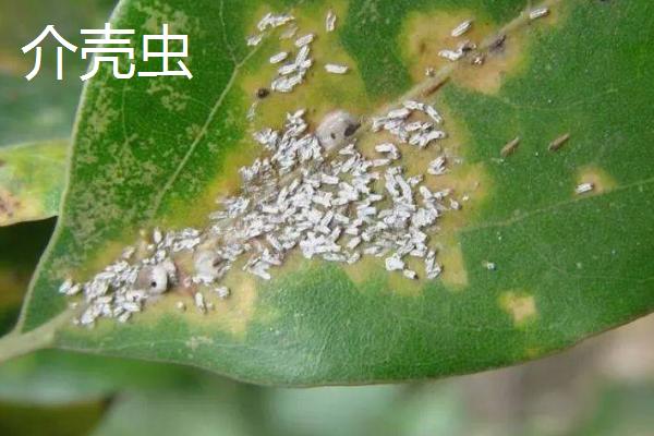 金边瑞香常见病虫害及防治方法，需对症治疗