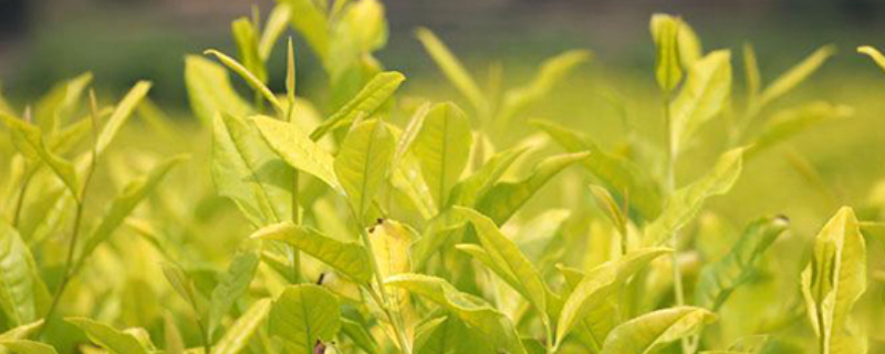 黄金芽茶叶种植技术