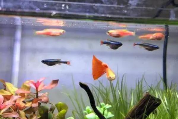 白云金丝鱼会吃自己的小鱼吗，可以和多种热带鱼混养