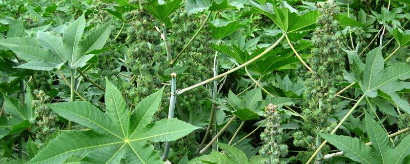 蓖麻种植技术