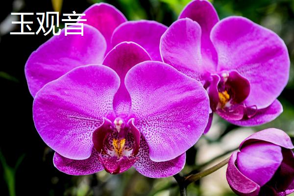 最漂亮的10种蝴蝶兰