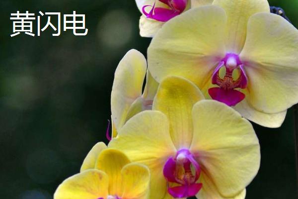 最漂亮的10种蝴蝶兰