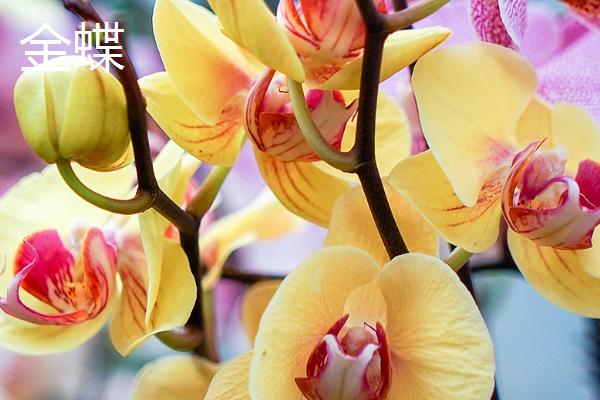 最漂亮的10种蝴蝶兰