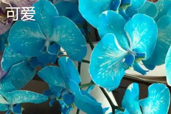 最漂亮的10种蝴蝶兰