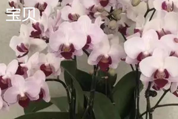 最漂亮的10种蝴蝶兰