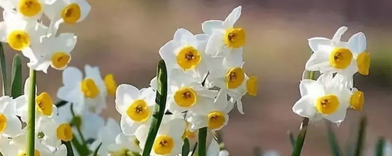土培水仙花的养殖方法