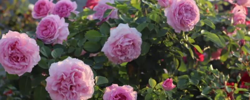 伊芙月季里面谁最好看最好养