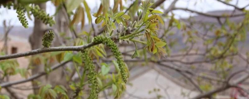 核桃几月开花