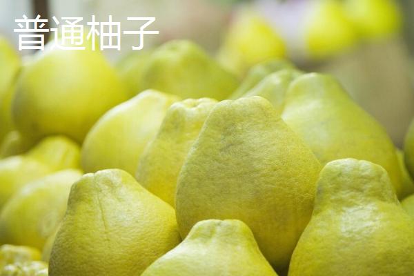 葡萄柚子和普通柚子有什么区别