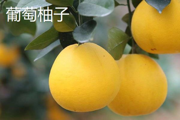 葡萄柚子和普通柚子有什么区别