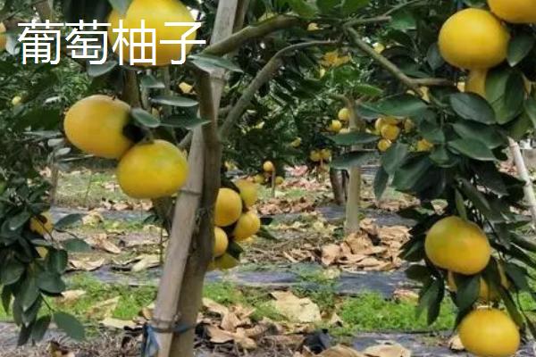 葡萄柚子和普通柚子有什么区别