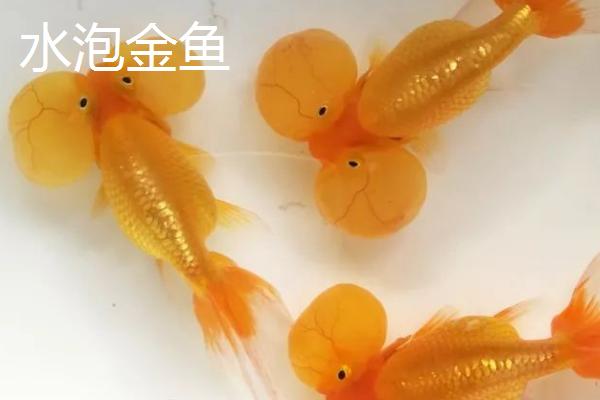 眼睛较大的金鱼叫什么，水泡金鱼和龙睛金鱼均有此特点