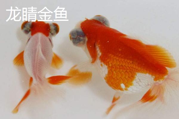 眼睛较大的金鱼叫什么，水泡金鱼和龙睛金鱼均有此特点