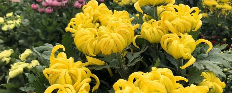 菊花在几月开放