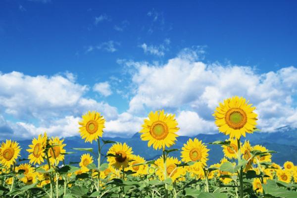 向日葵的花语