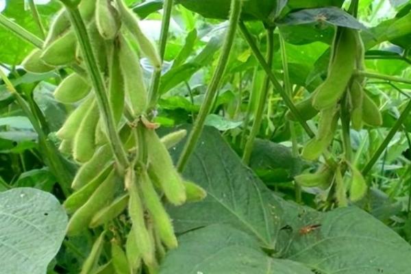 齐黄34大豆品种介绍