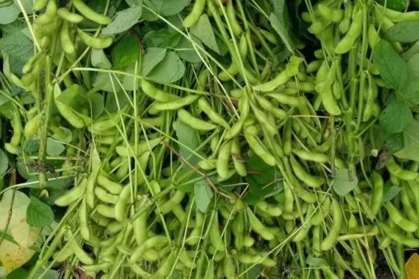 齐黄34大豆品种介绍