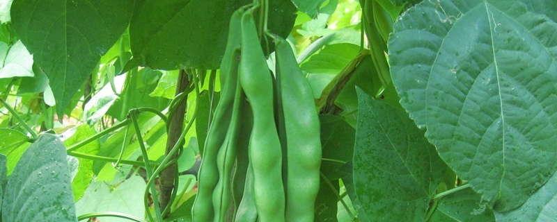 架豆王种植技术