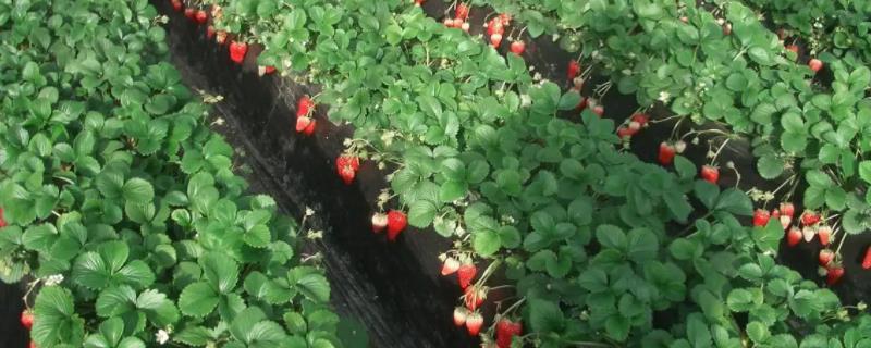 草莓苗没有叶片可以栽活吗