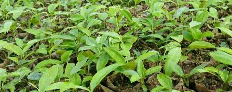 茯苓产地哪里的最好