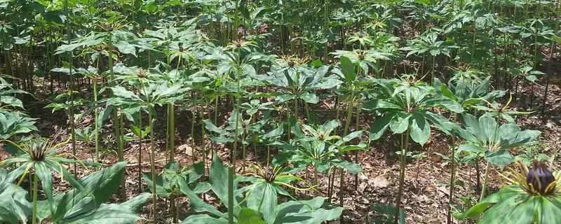 重楼的种植效益分析
