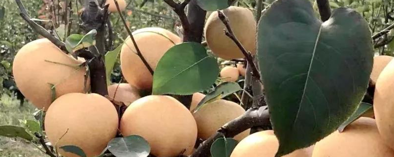 金果梨树苗种植方法