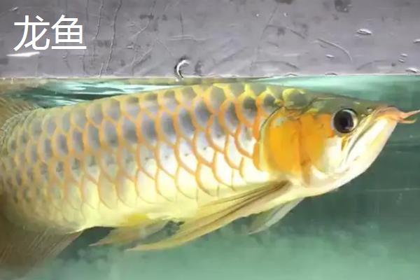 鱼的年龄怎么判断，鱼鳞的明暗代表实际年龄